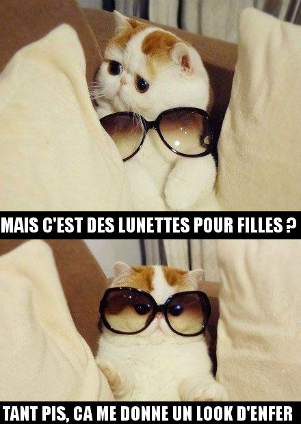 chat-lunettes-soleil.jpg